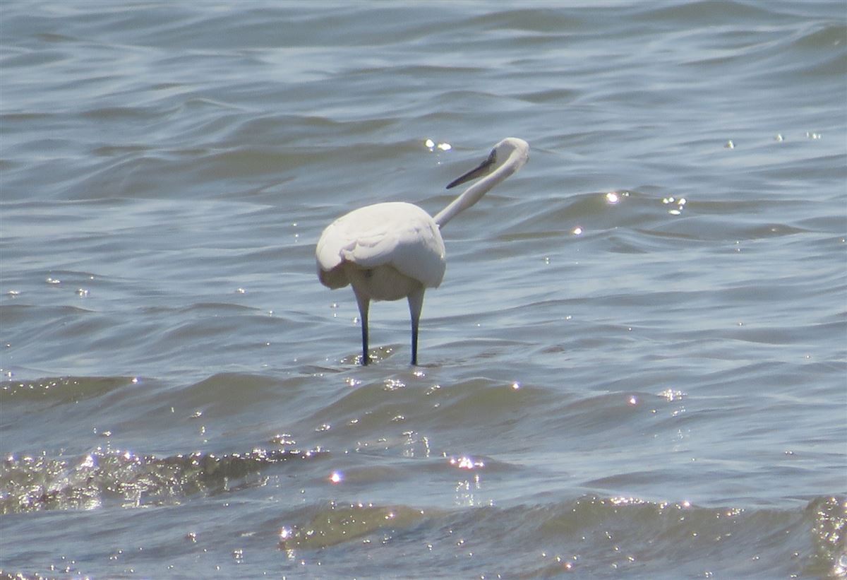Little Egret