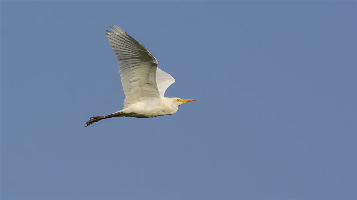 Western Cattle Egret