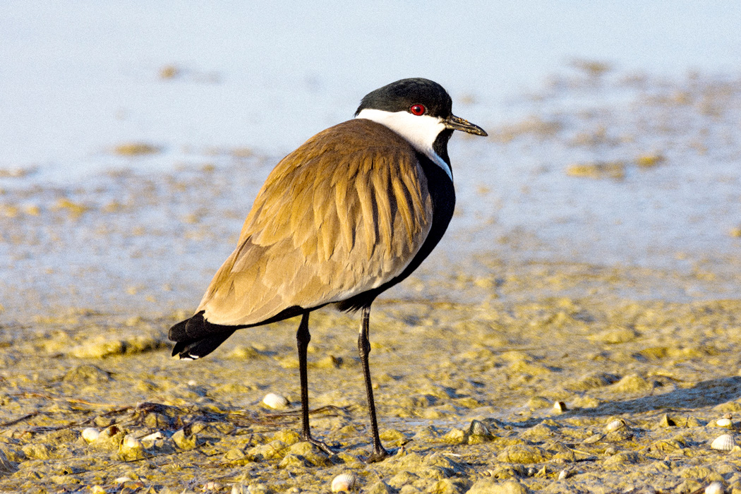 Spur-winged Lapwing