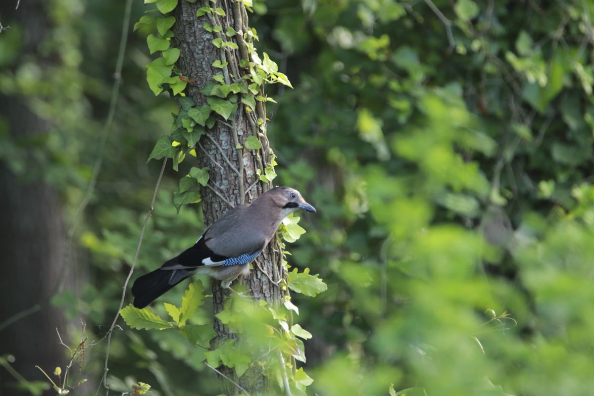 Eurasian Jay