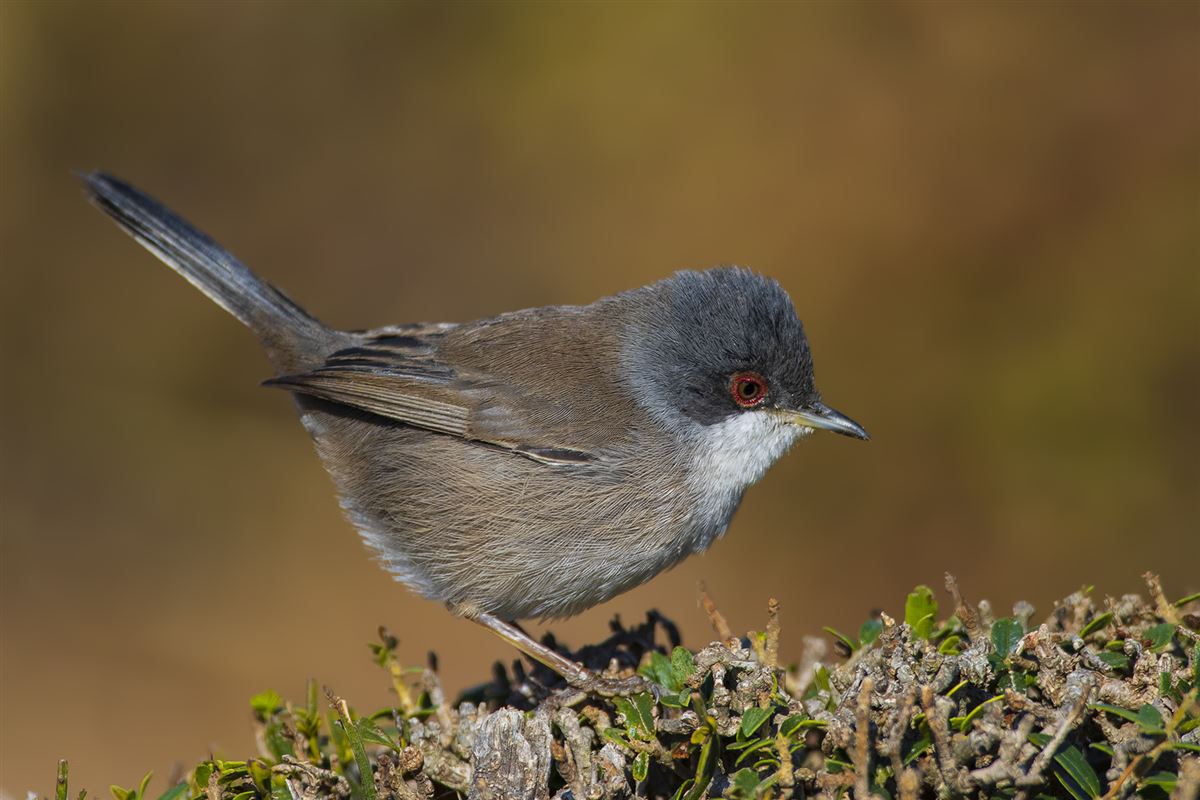 Sardinian Warbler