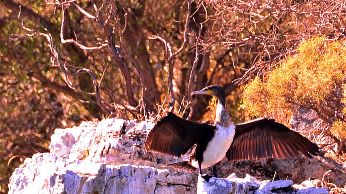 Great Cormorant