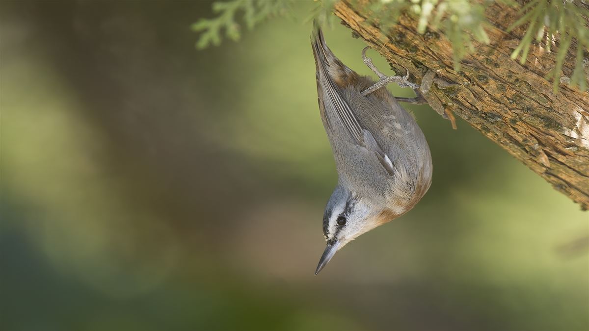 Krüper`s Nuthatch
