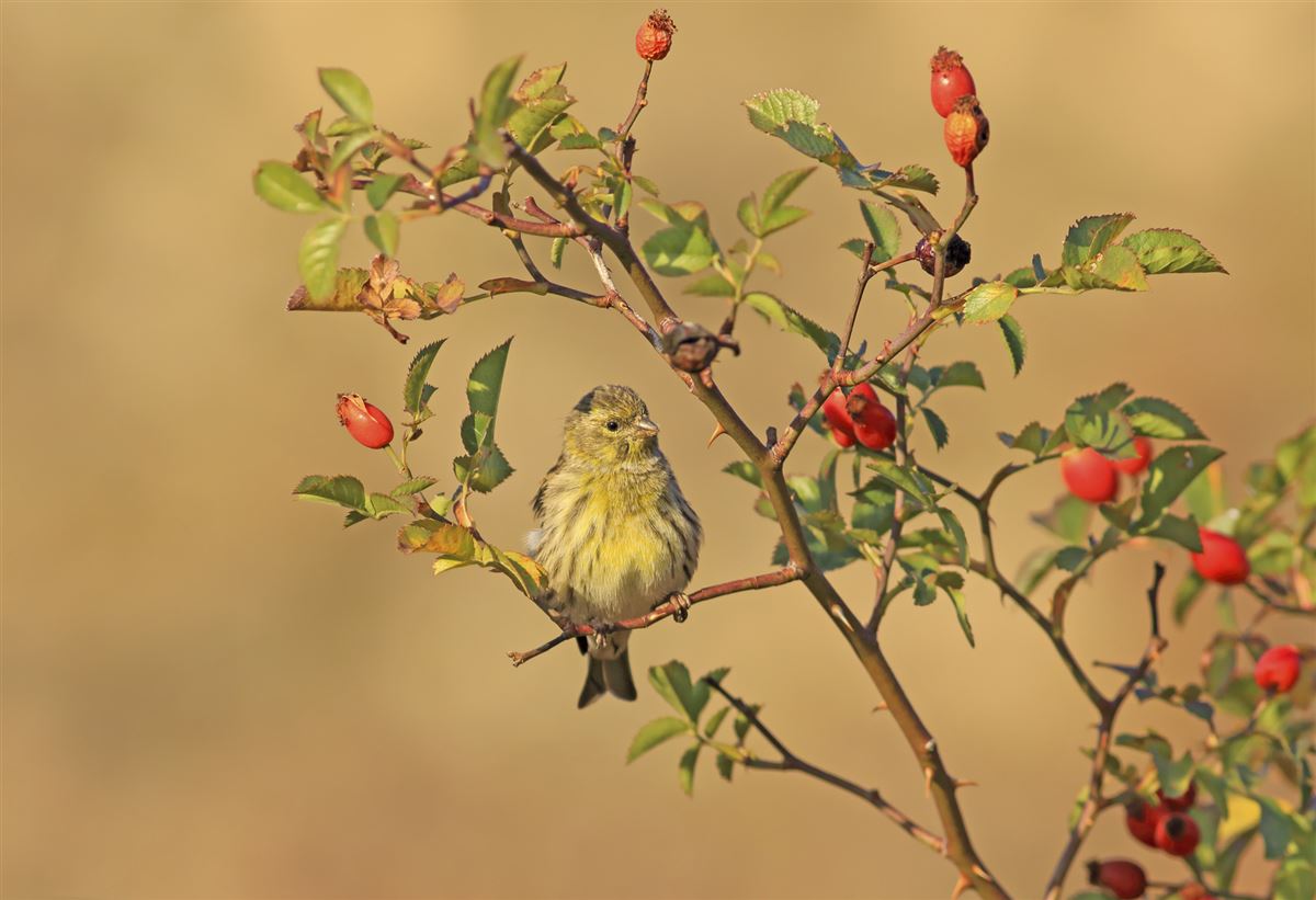European Serin