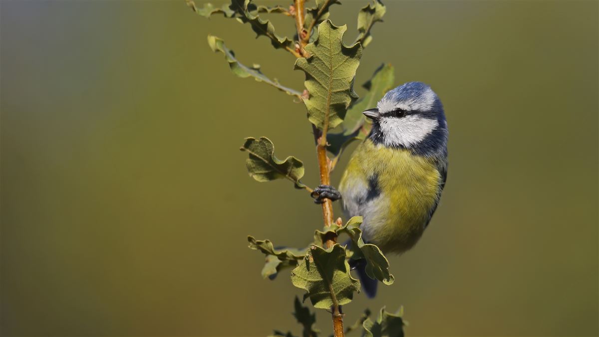 Eurasian Blue Tit