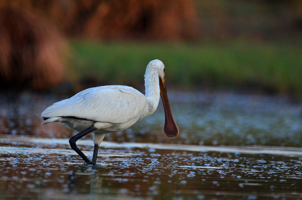 Eurasian Spoonbill