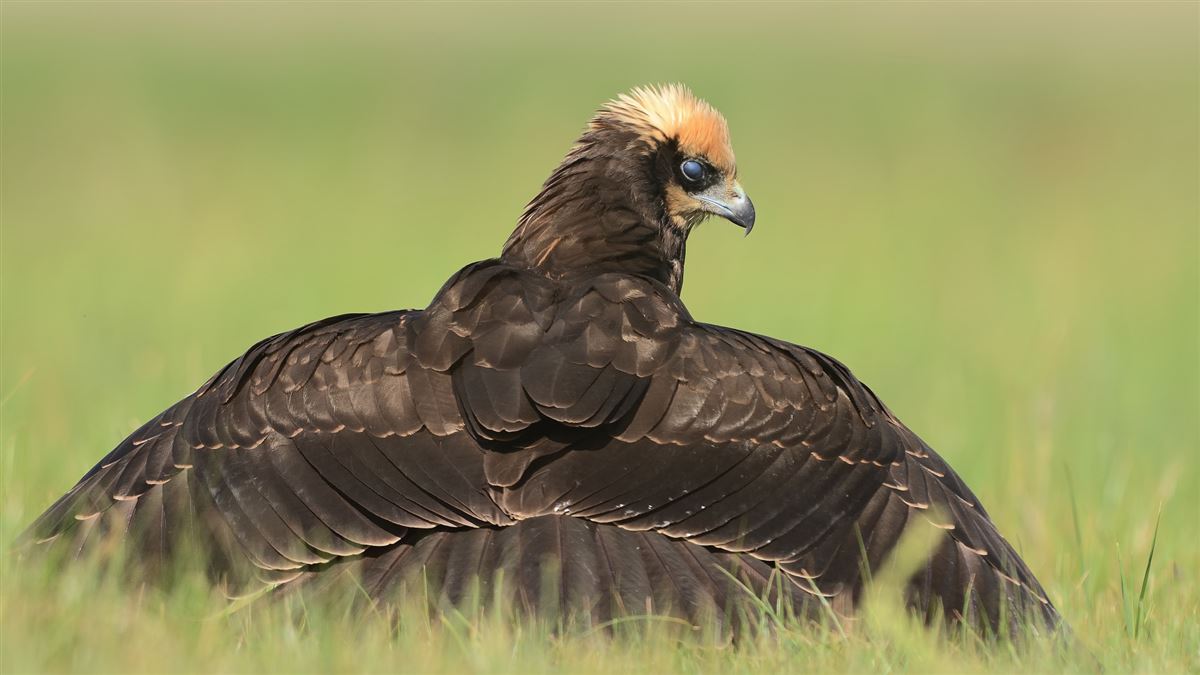 Western Marsh Harrier