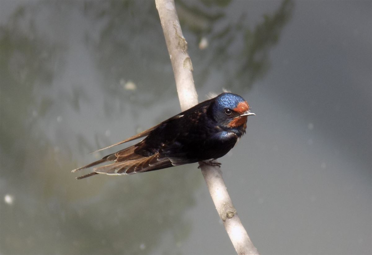 Barn Swallow