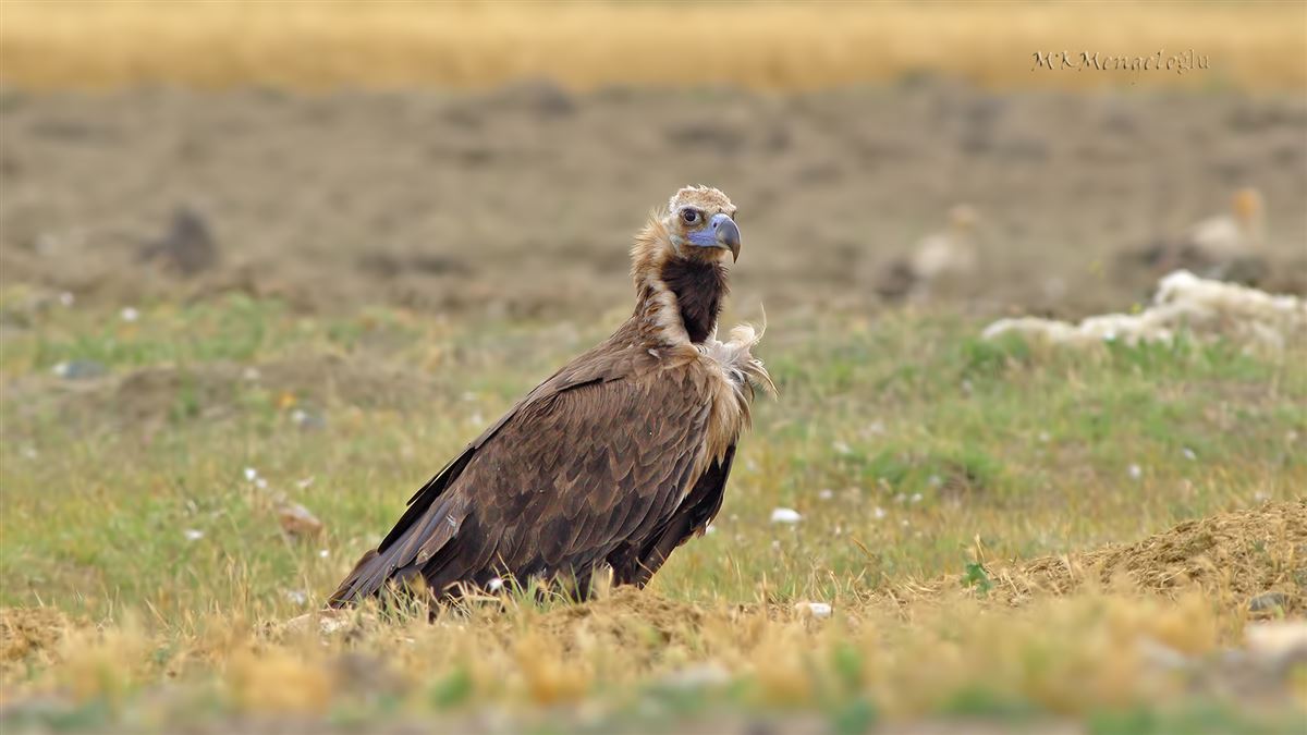 Cinereous Vulture