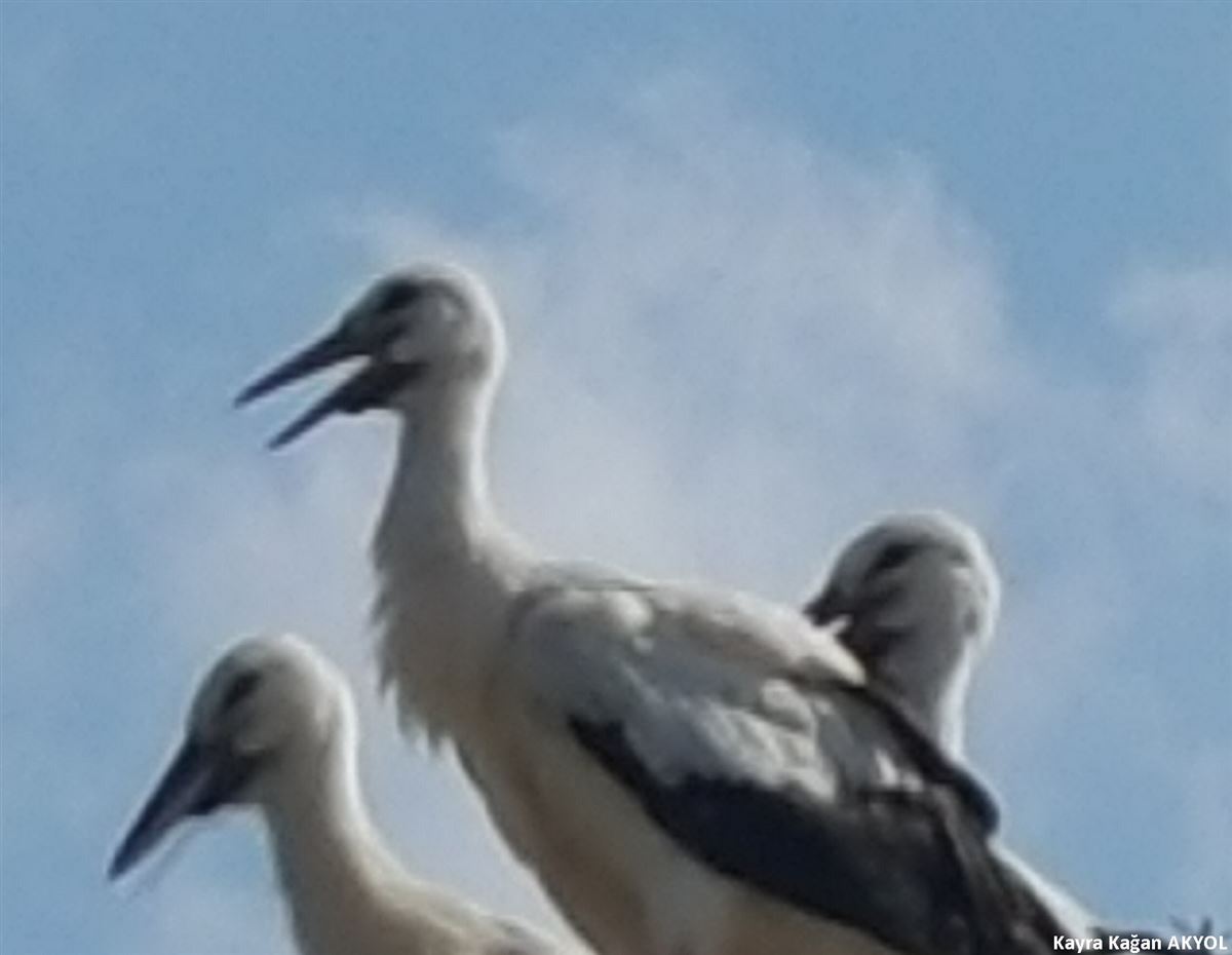 White Stork
