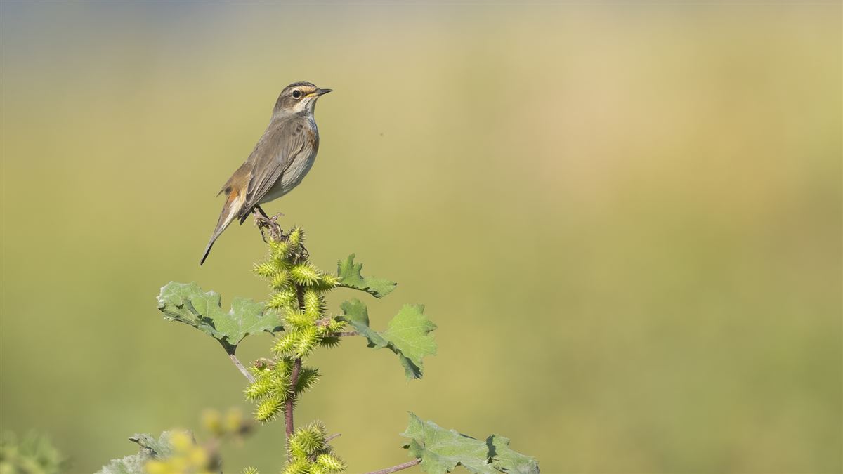 Bluethroat