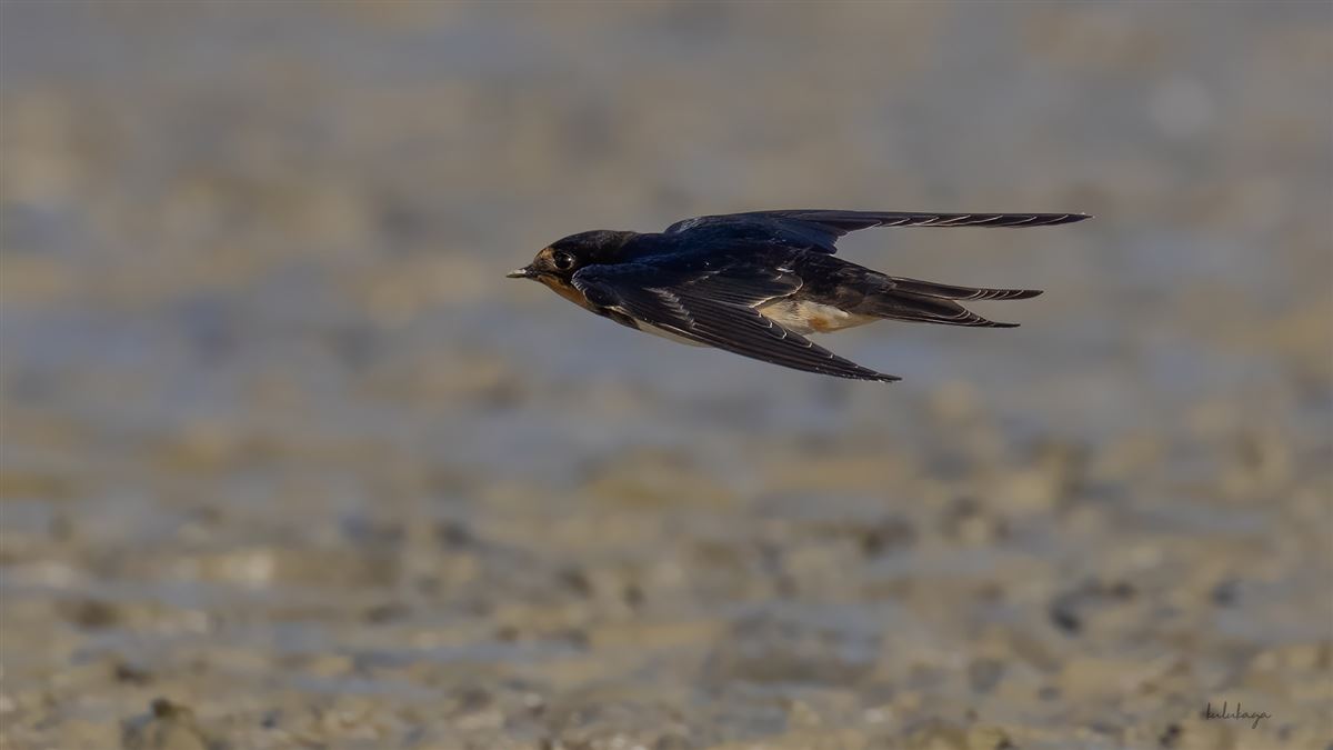 Barn Swallow