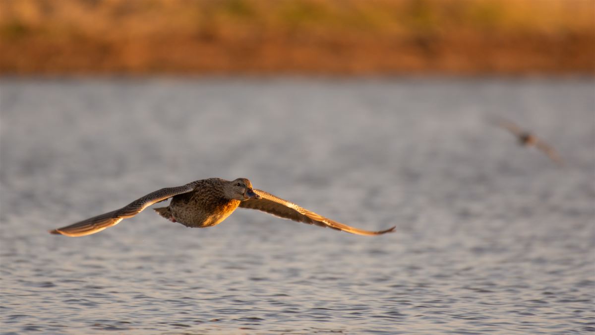 Mallard