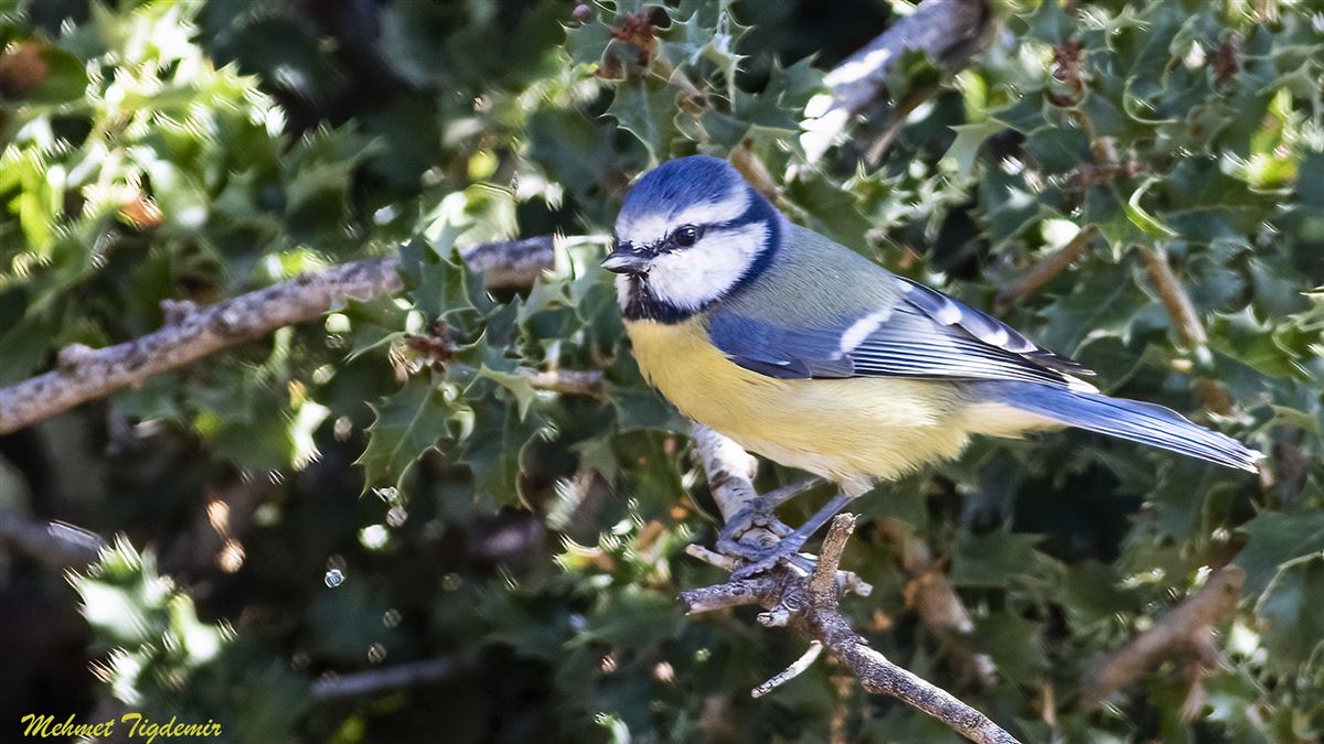 Eurasian Blue Tit