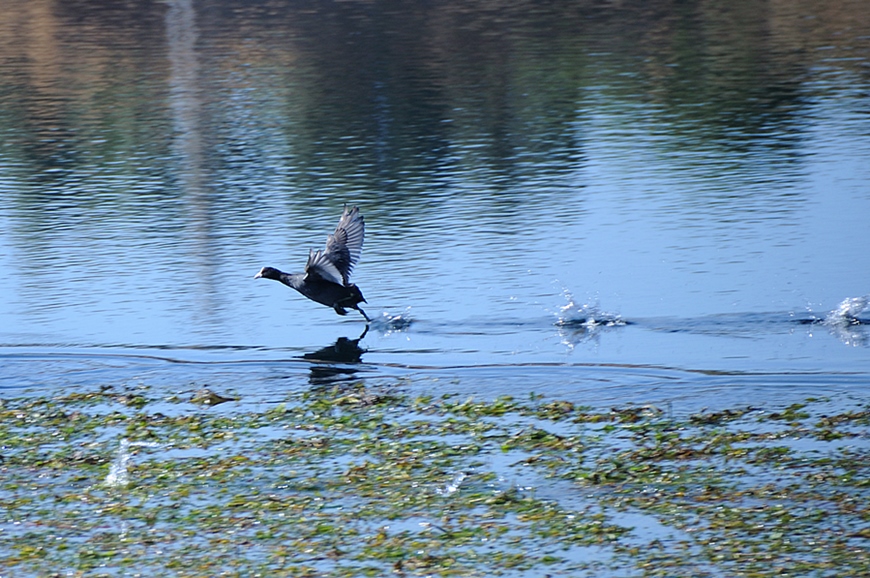 Eurasian Coot