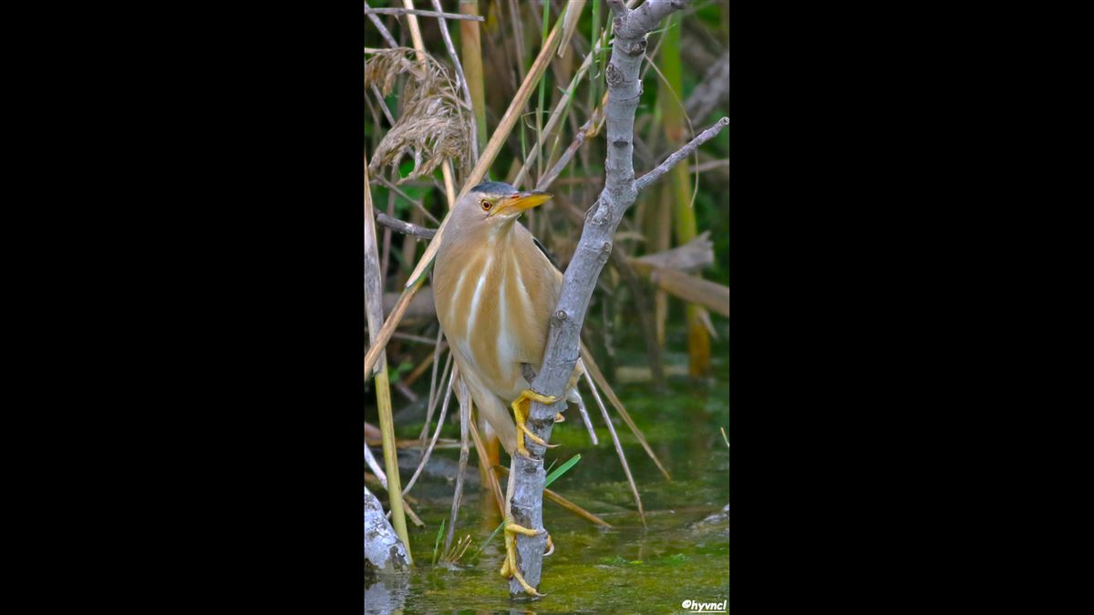 Little Bittern