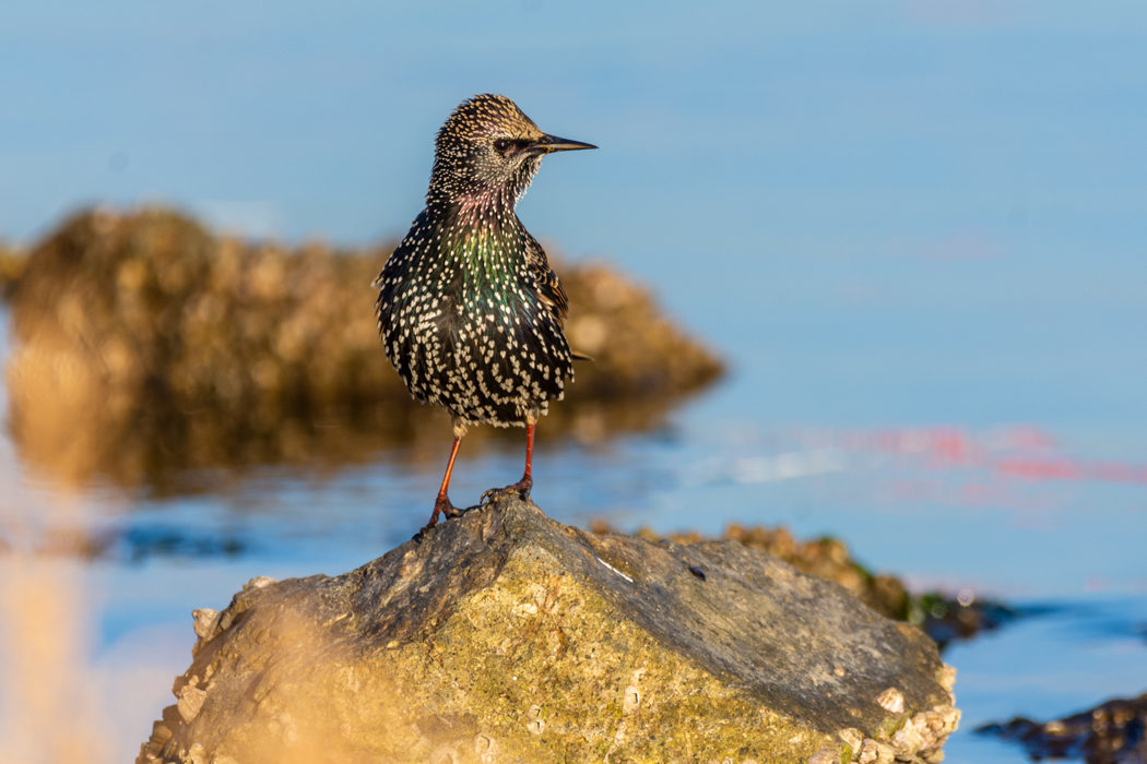 Common Starling