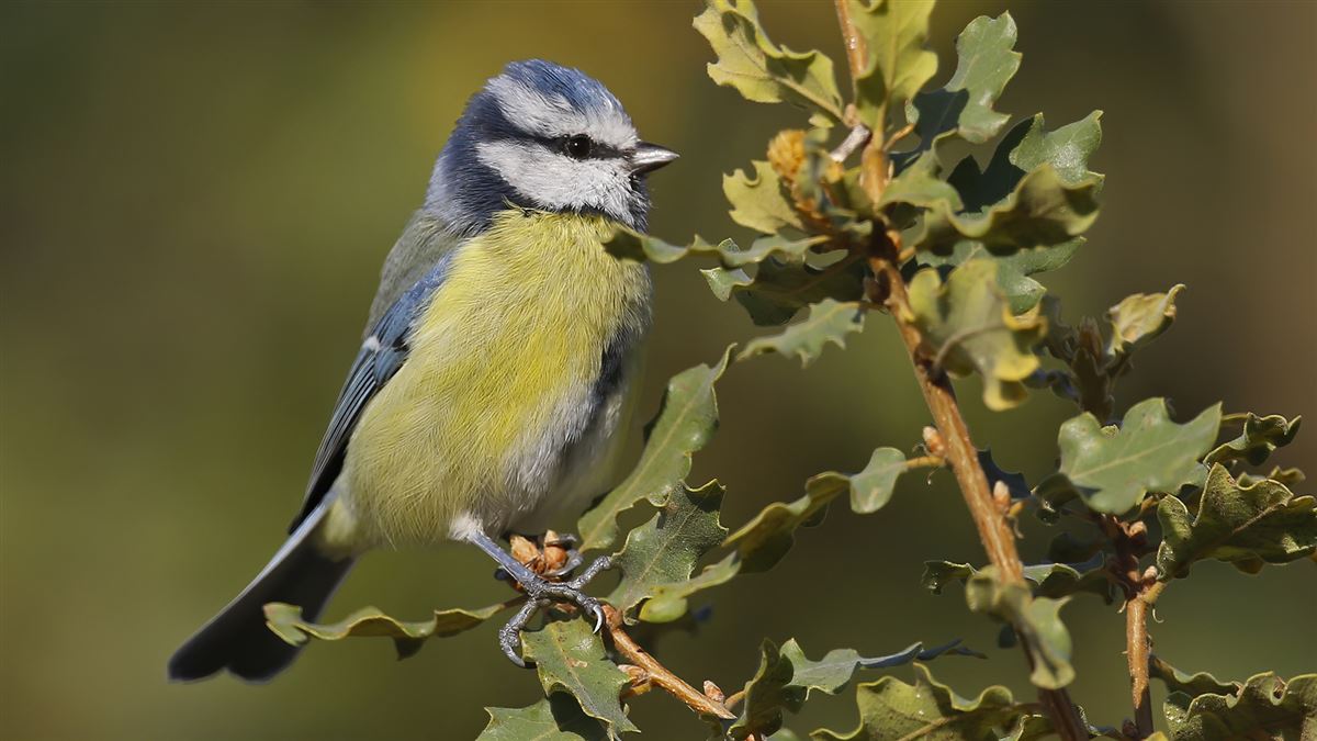 Eurasian Blue Tit