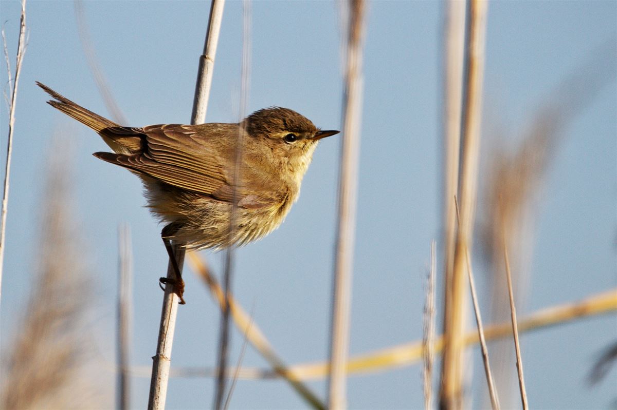 Willow Warbler