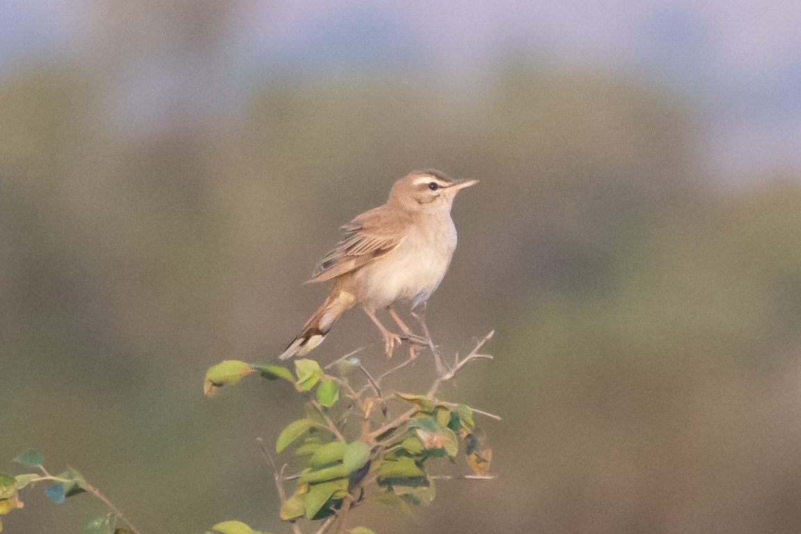 Rufous-tailed Scrub Robin