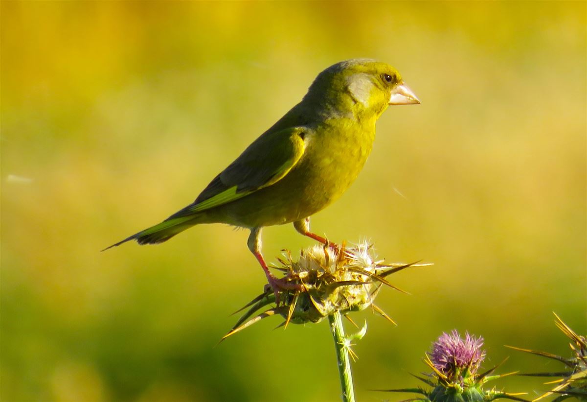 European Greenfinch