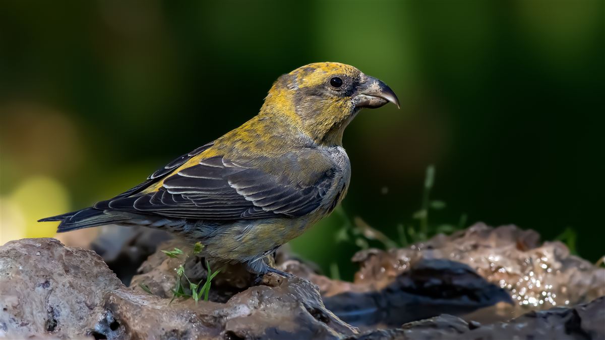 Red Crossbill