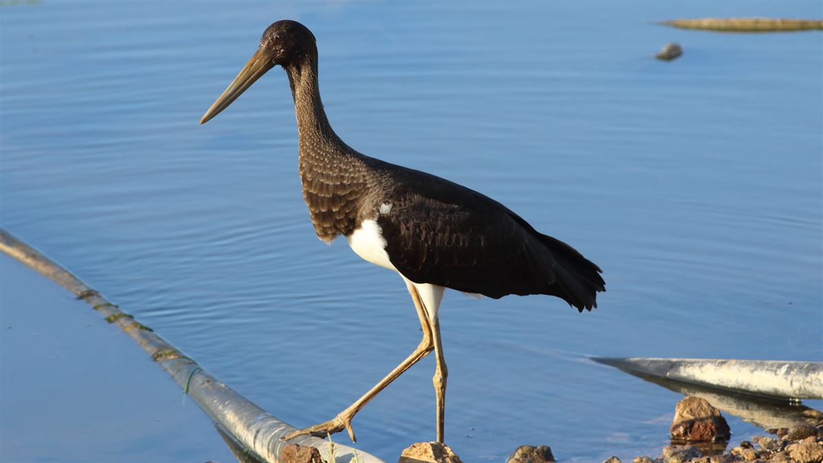 Black Stork