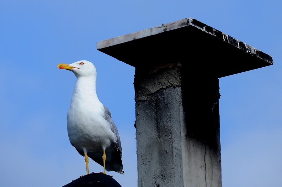 Yellow-legged Gull