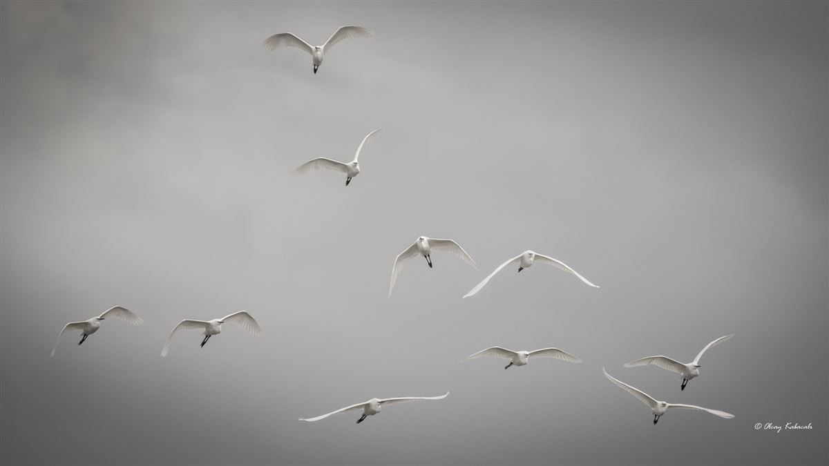 Little Egret