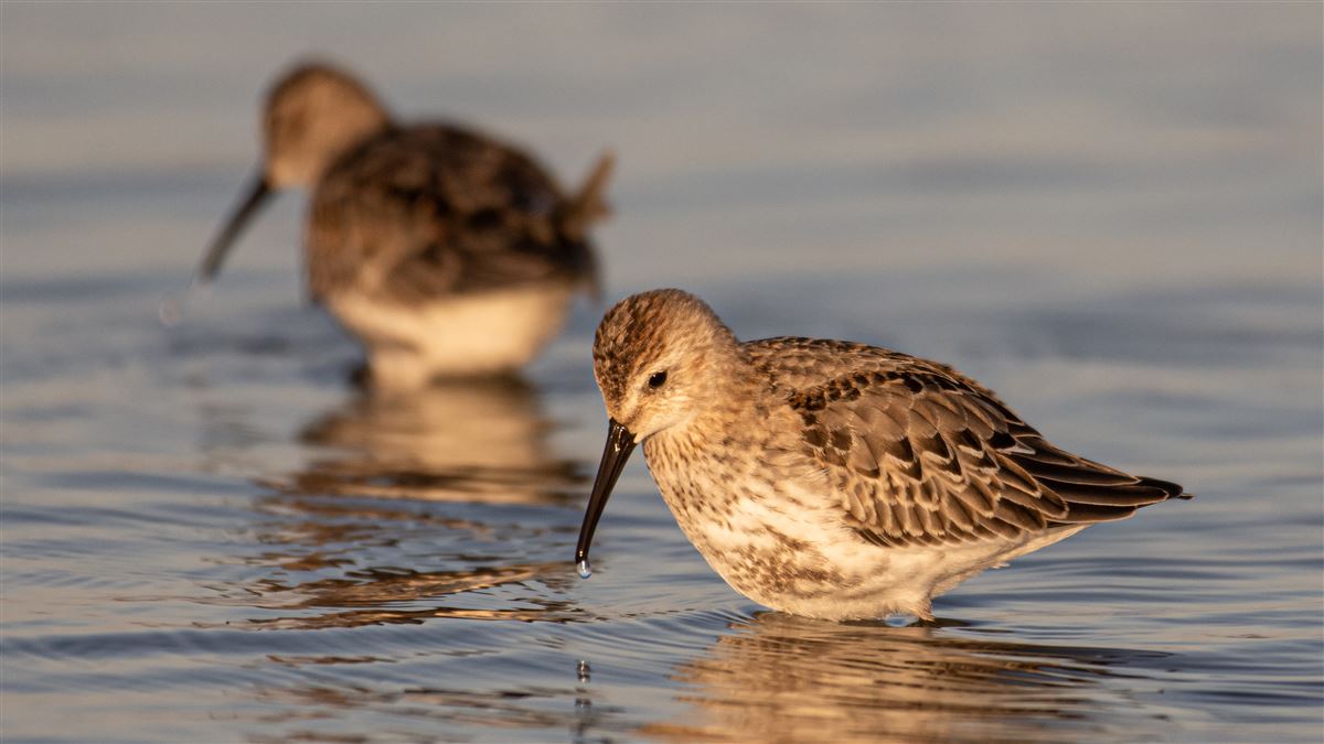 Dunlin