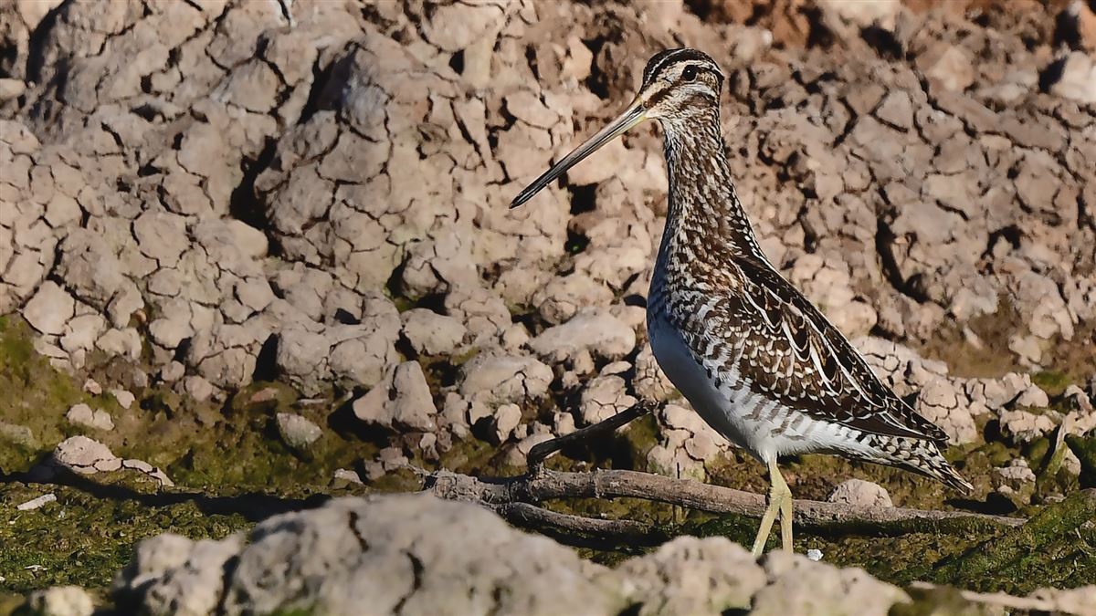 Common Snipe