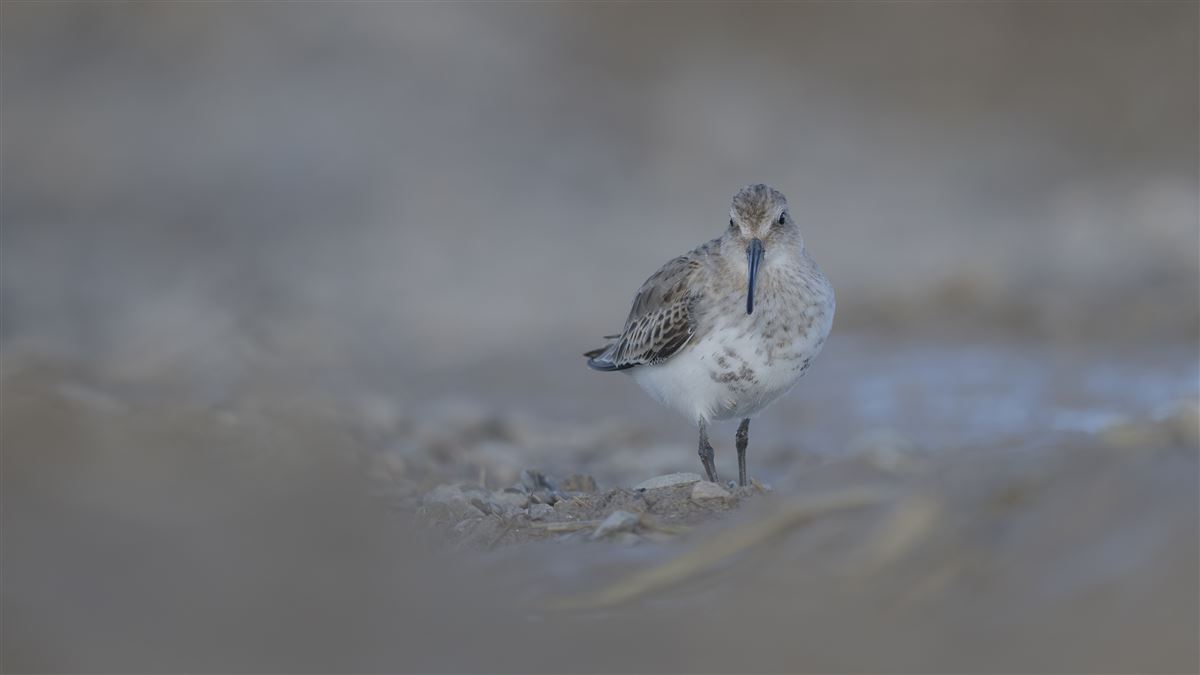 Dunlin