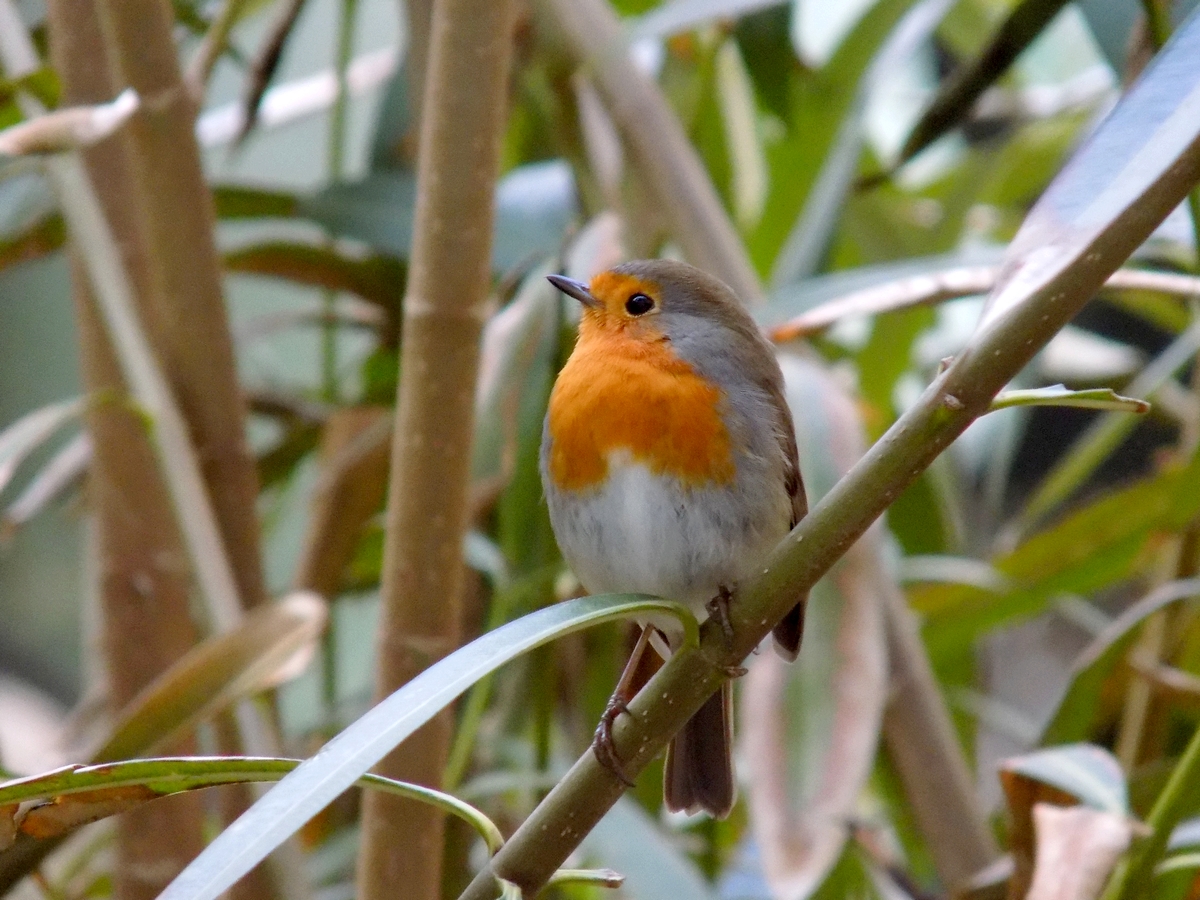 European Robin