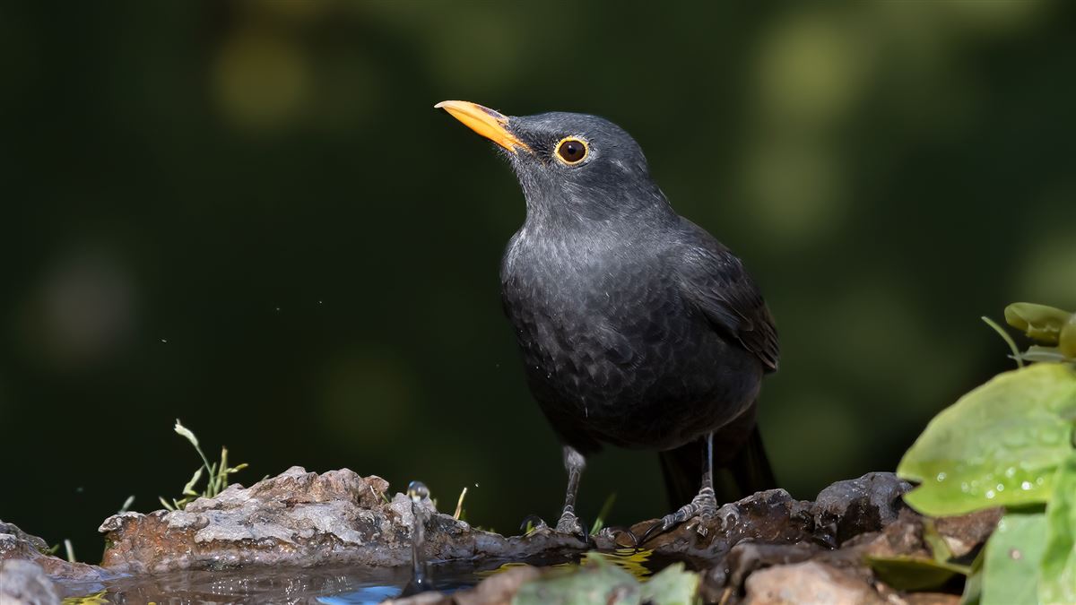 Common Blackbird