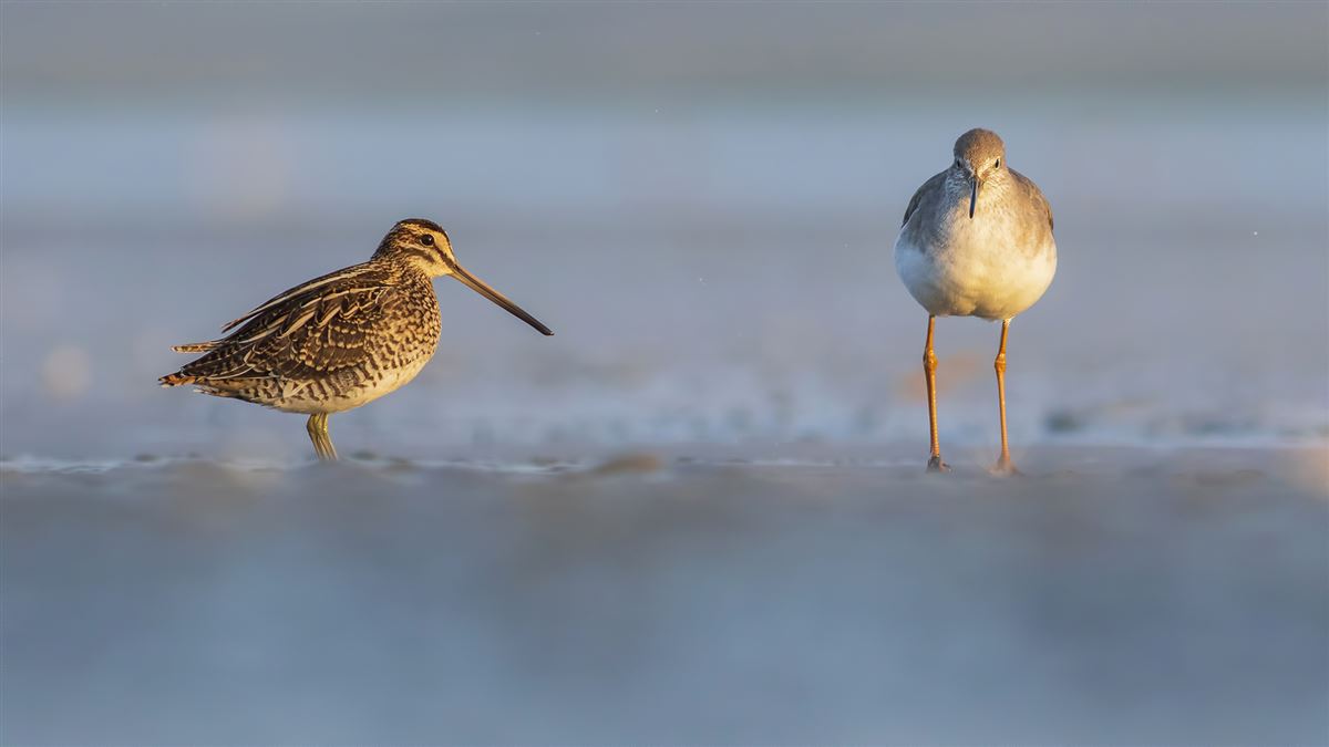 Common Snipe