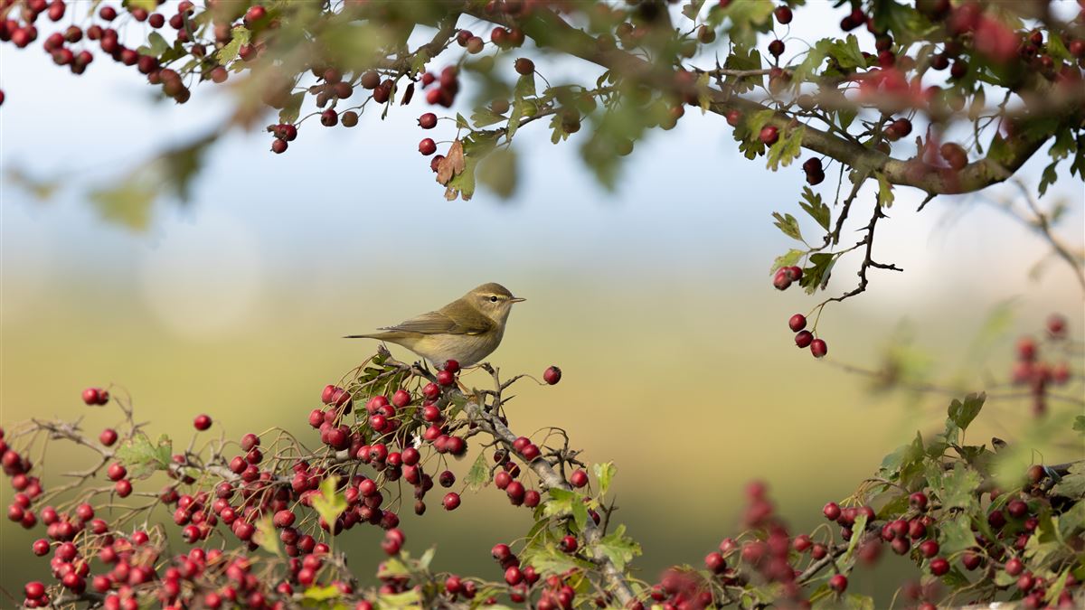 Willow Warbler