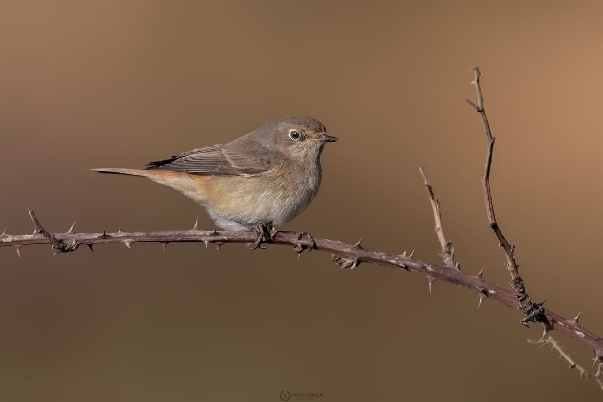Common Redstart