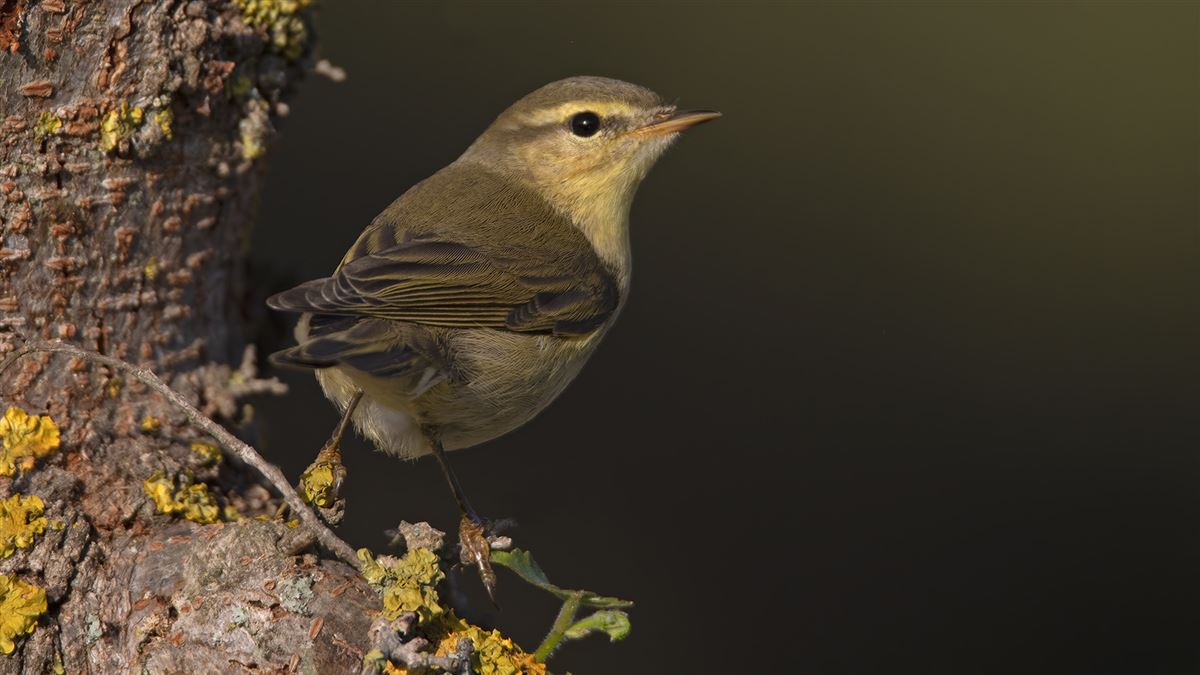 Willow Warbler