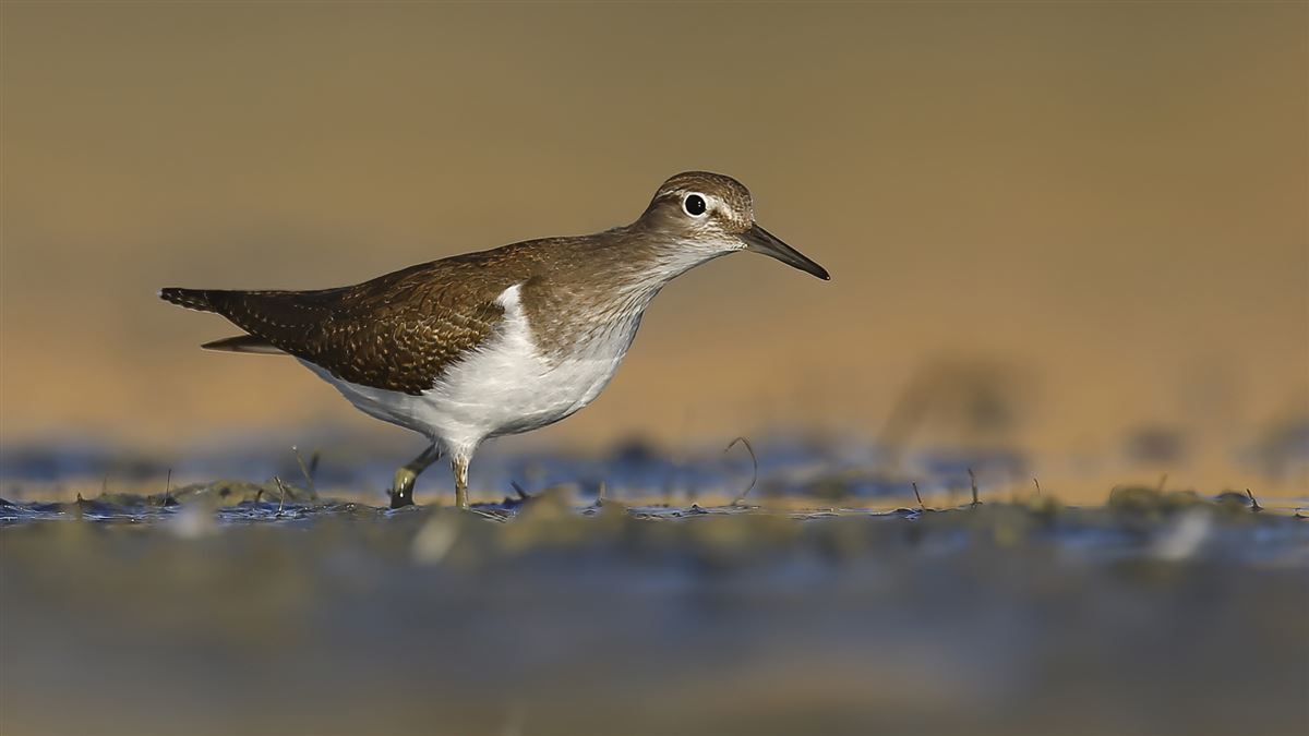 Common Sandpiper