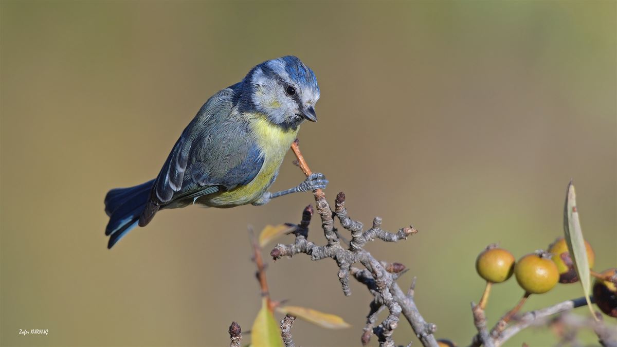 Eurasian Blue Tit