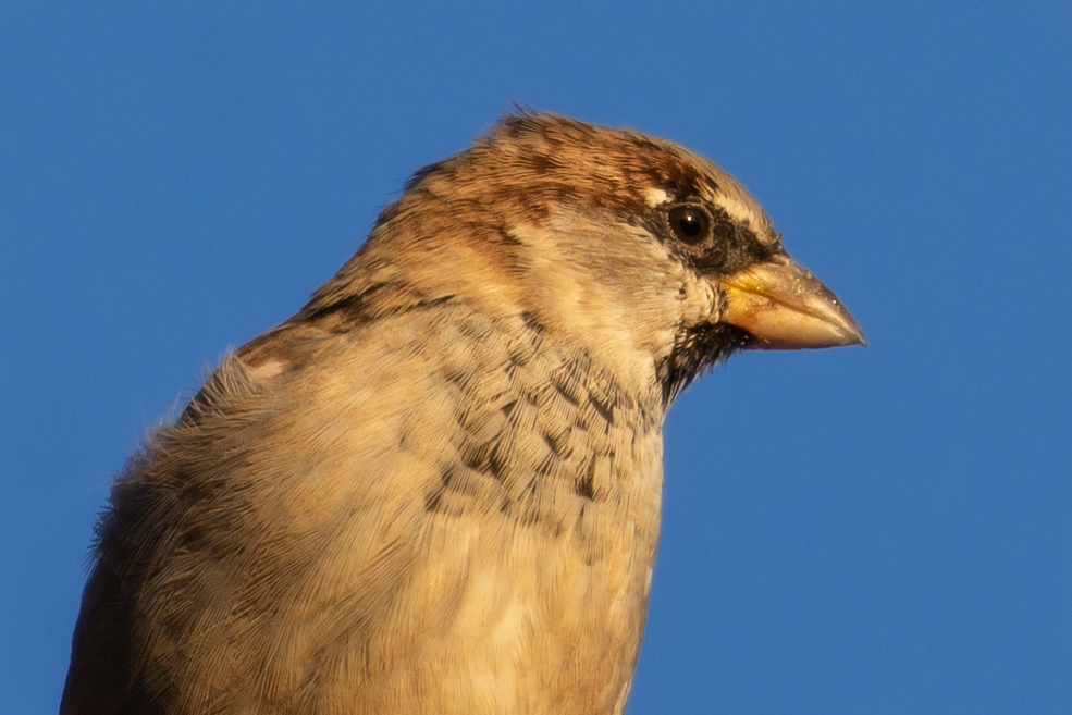 House Sparrow