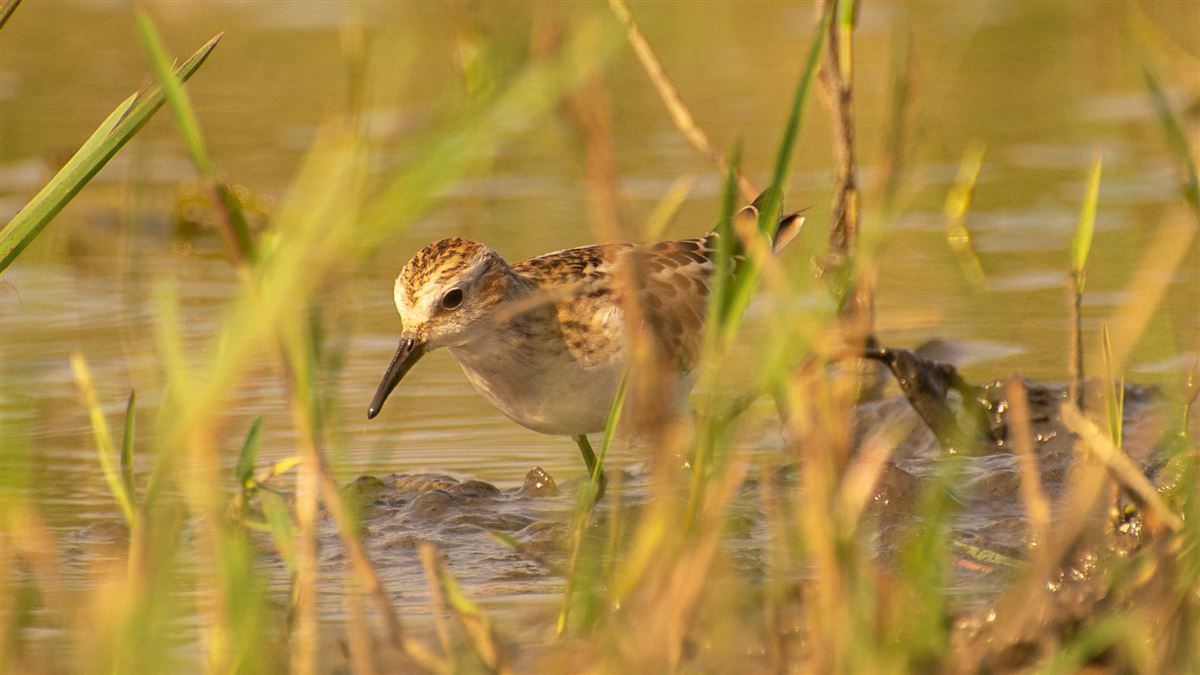Little Stint