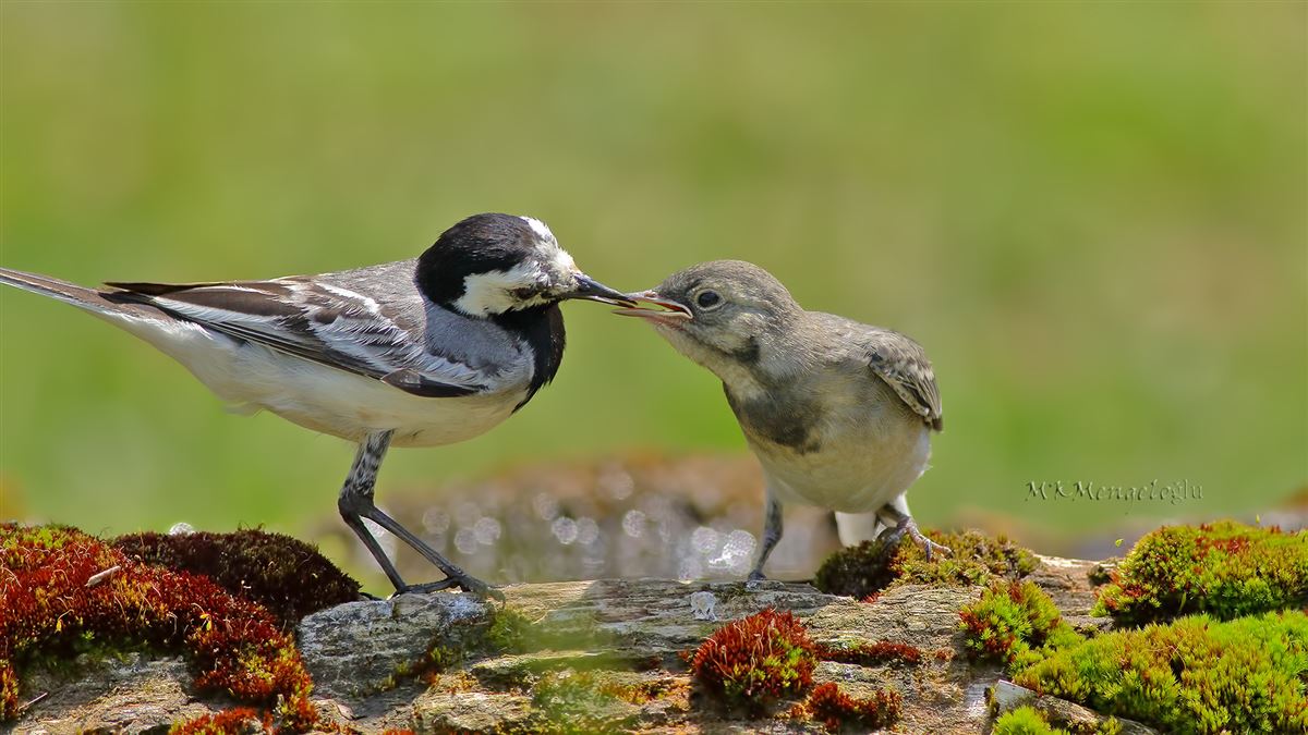White Wagtail