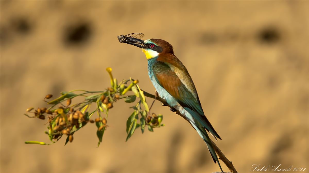 European Bee-eater