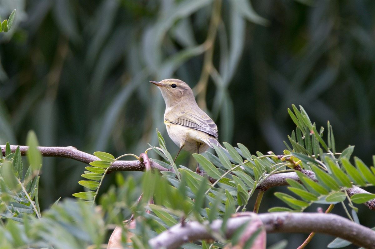 Common Chiffchaff