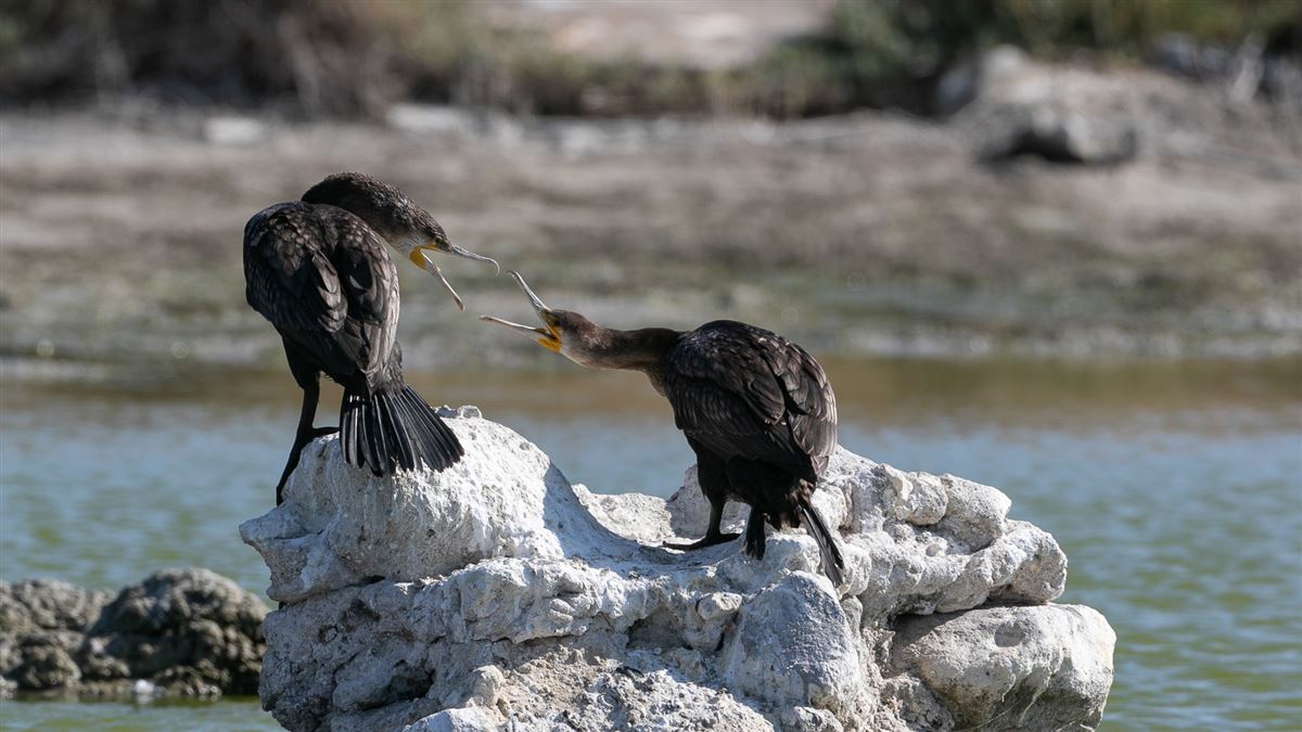 Great Cormorant