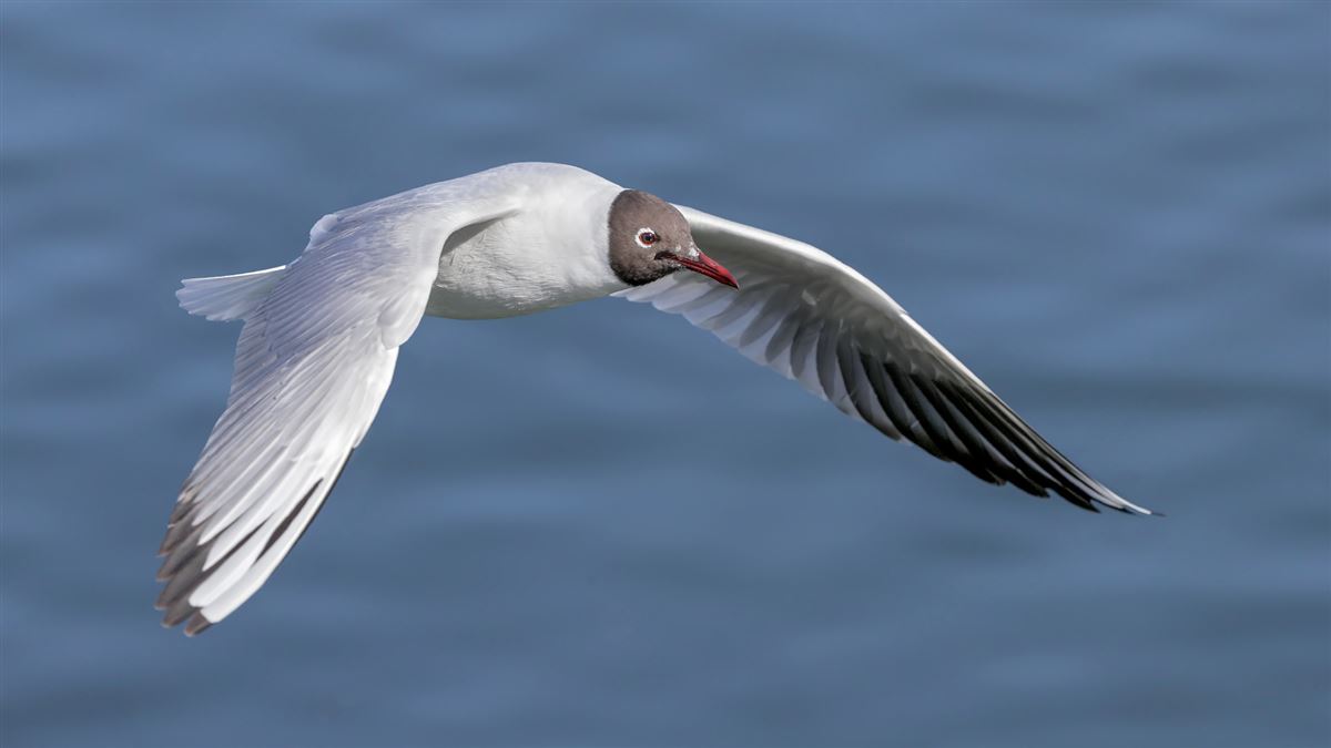 Black-headed Gull