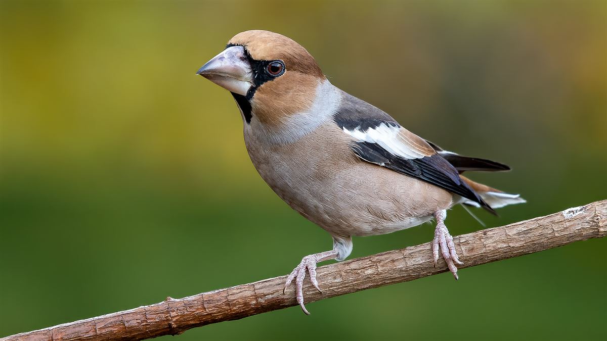 Hawfinch