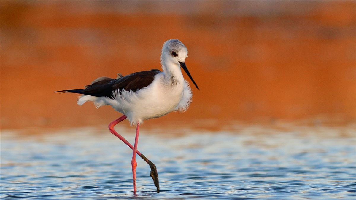 Black-winged Stilt