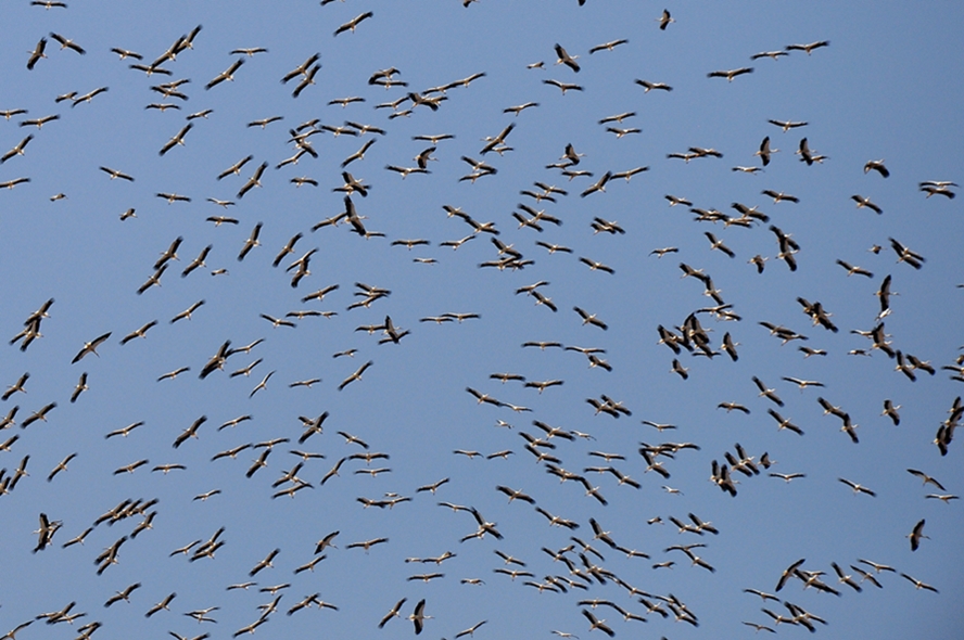 White Stork